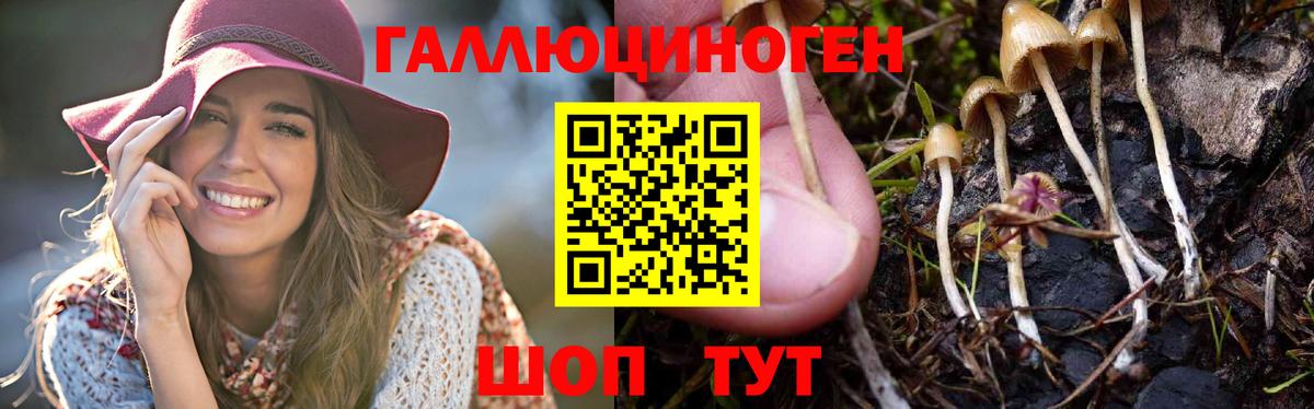 Галлюциногенные грибы Psilocybe  Вход с VPN  Шали 